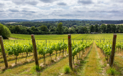 Albury Vineyard